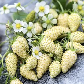 White Alpine, Strawberry Seeds